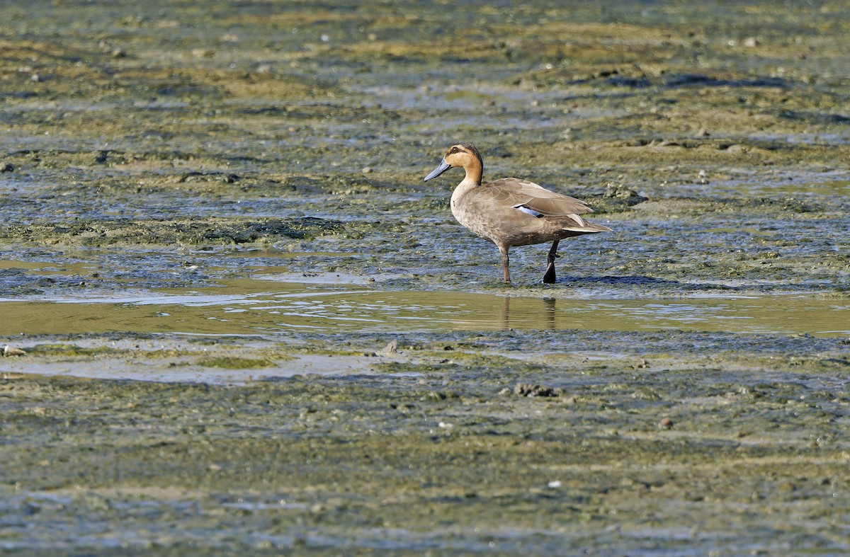 Philippine Duck - ML635405810