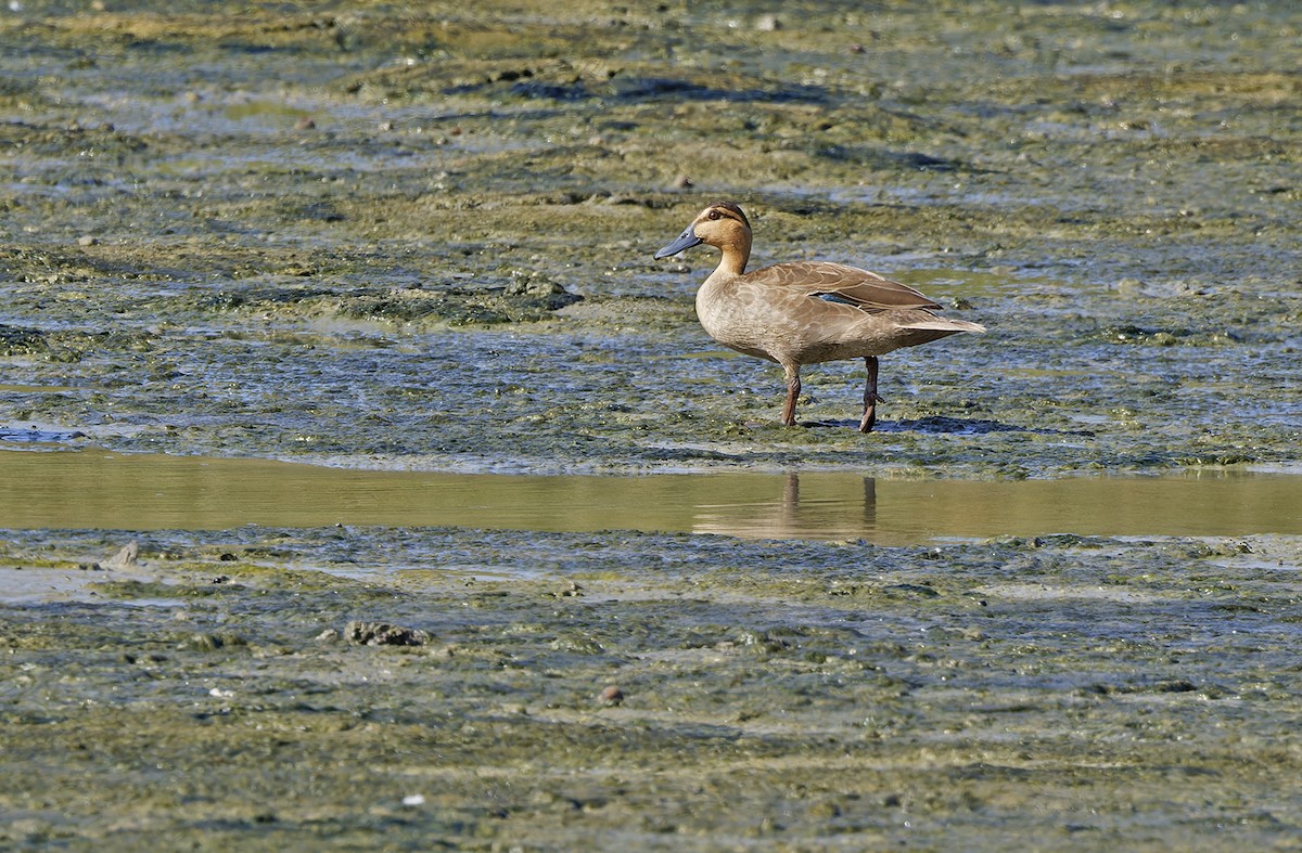 Philippine Duck - ML635405811
