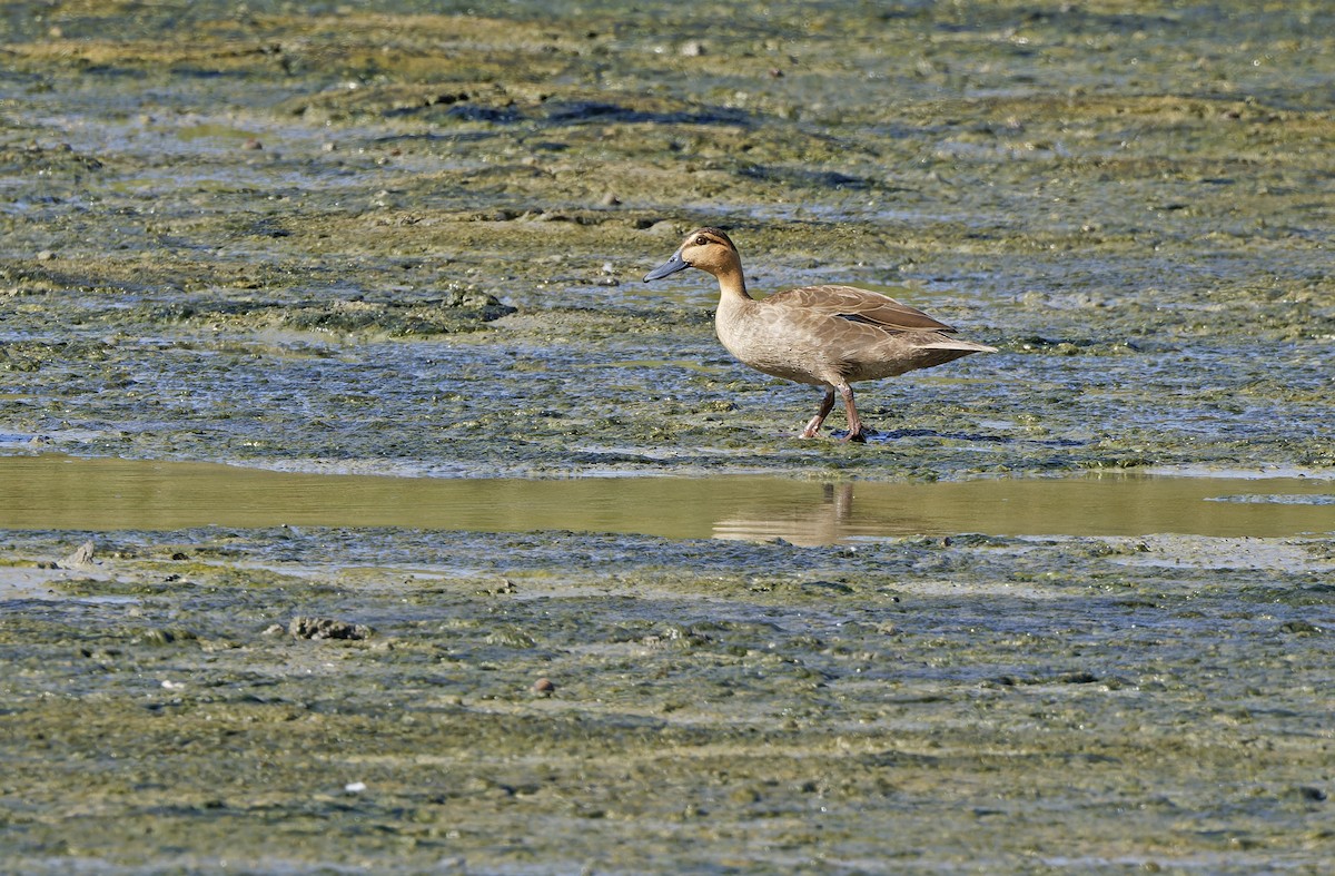 Philippine Duck - ML635405818