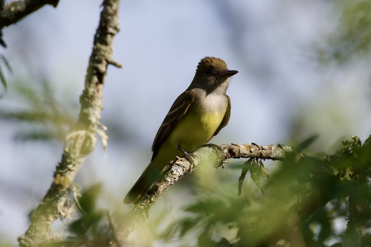 Great Crested Flycatcher - ML635405880