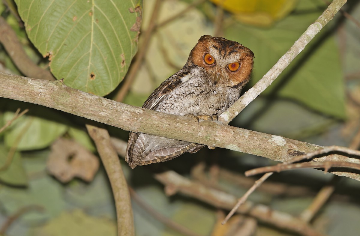 Negros Scops-Owl - ML635405881