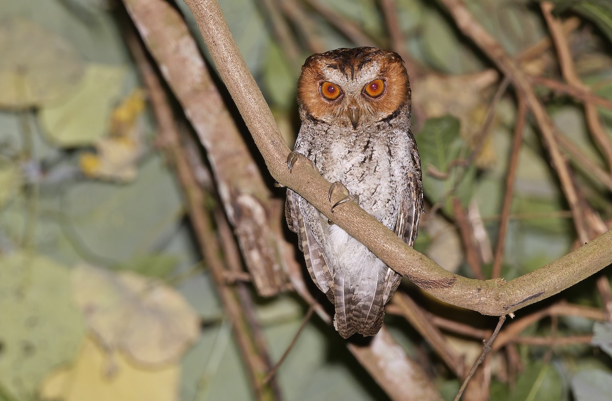 Negros Scops-Owl - ML635405882