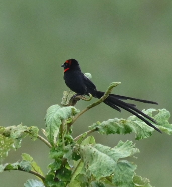 Red-cowled Widowbird - ML635405891