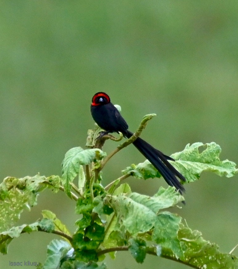 Red-cowled Widowbird - ML635405893