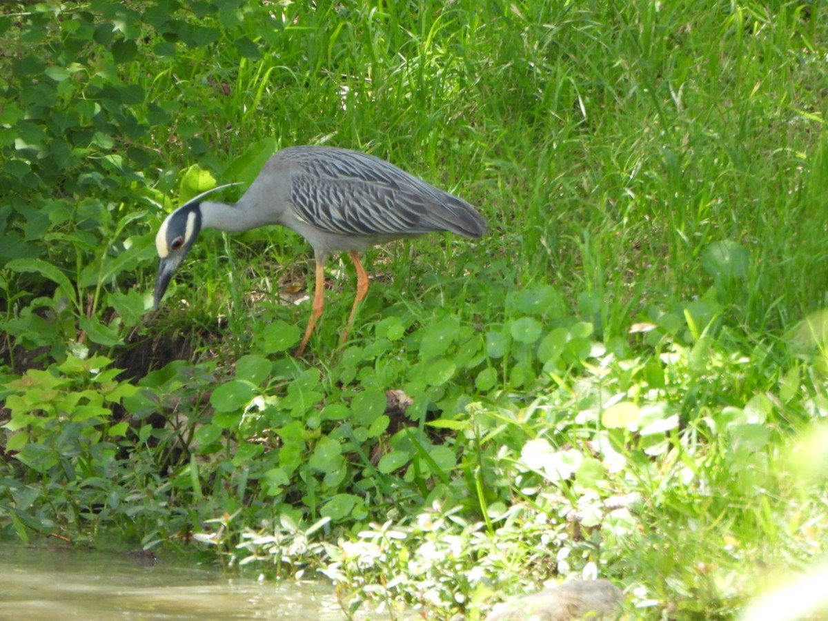 Yellow-crowned Night Heron - ML635405900