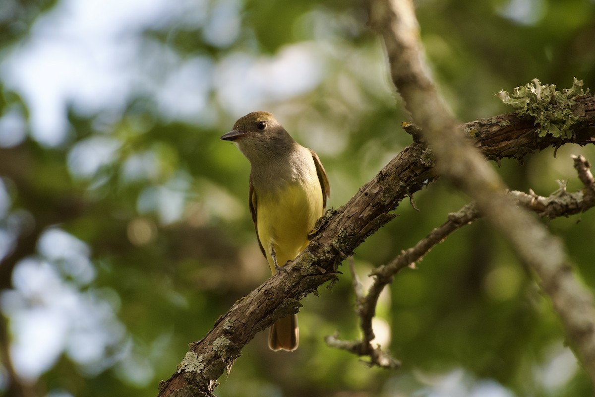Great Crested Flycatcher - ML635405913