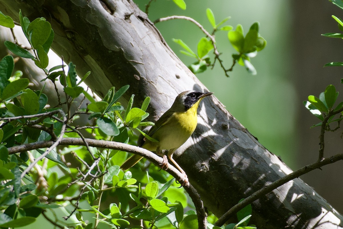 Common Yellowthroat - ML635405953