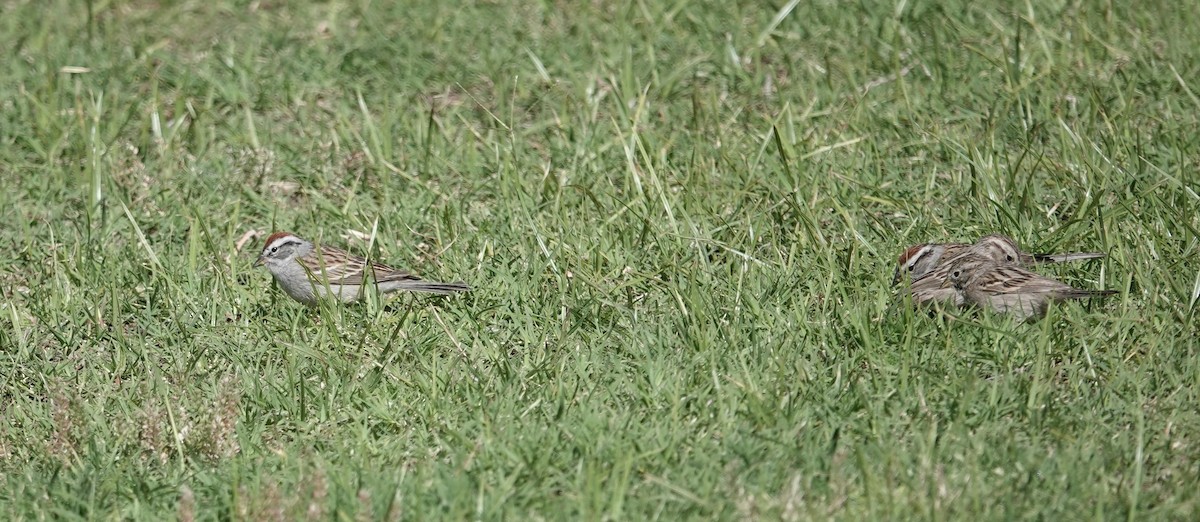 Chipping Sparrow - ML635405956