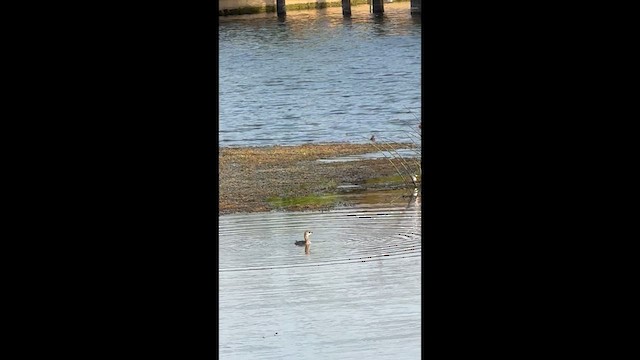 Pied-billed Grebe - ML635405978