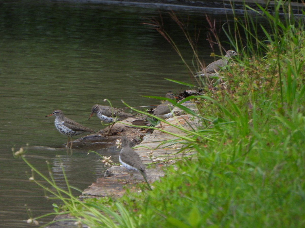 Spotted Sandpiper - ML635406069