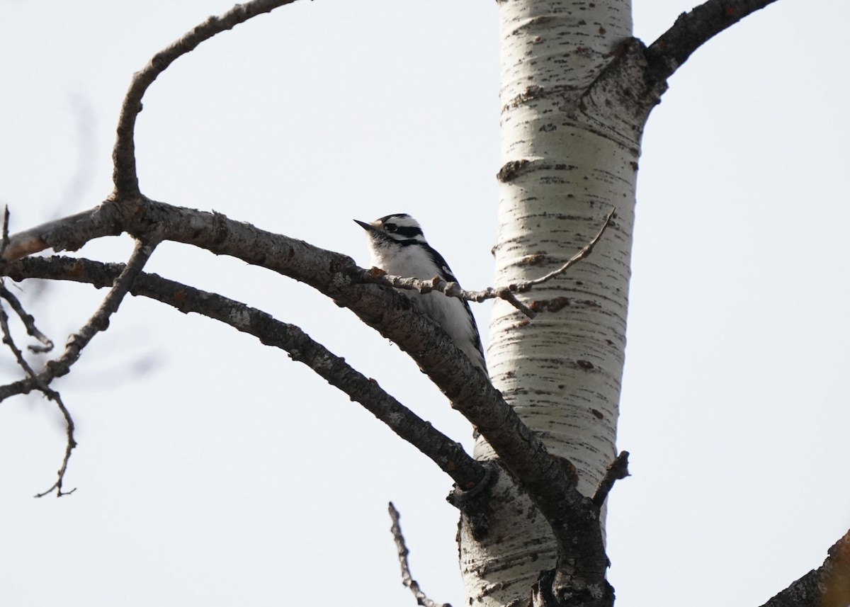 Downy Woodpecker - ML635406162
