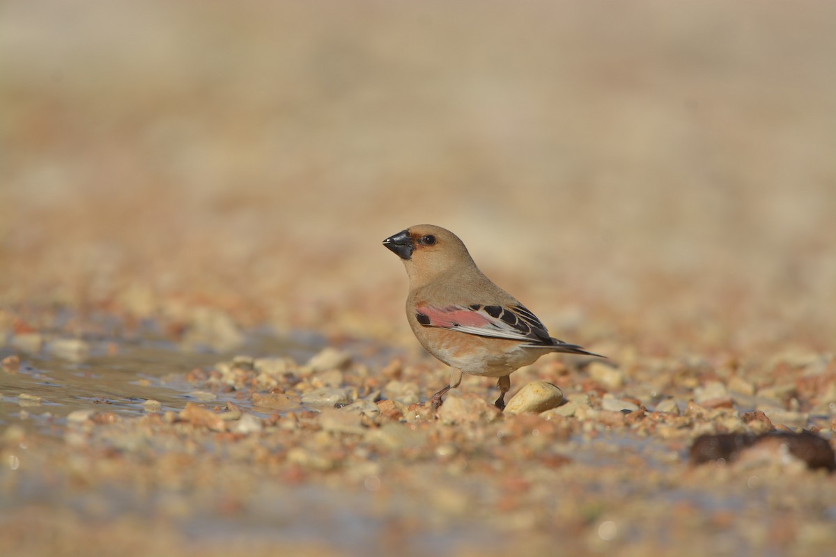 Desert Finch - ML635406163
