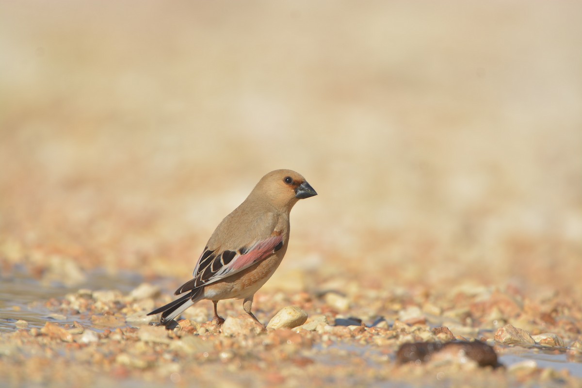 Desert Finch - ML635406164