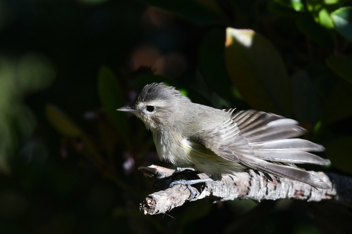 Warbling Vireo - ML635406203