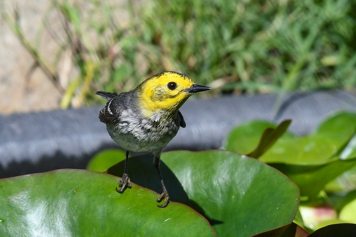 Hermit Warbler - ML635406207