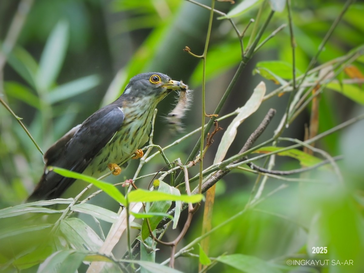 Malaysian Hawk-Cuckoo - ML635406225