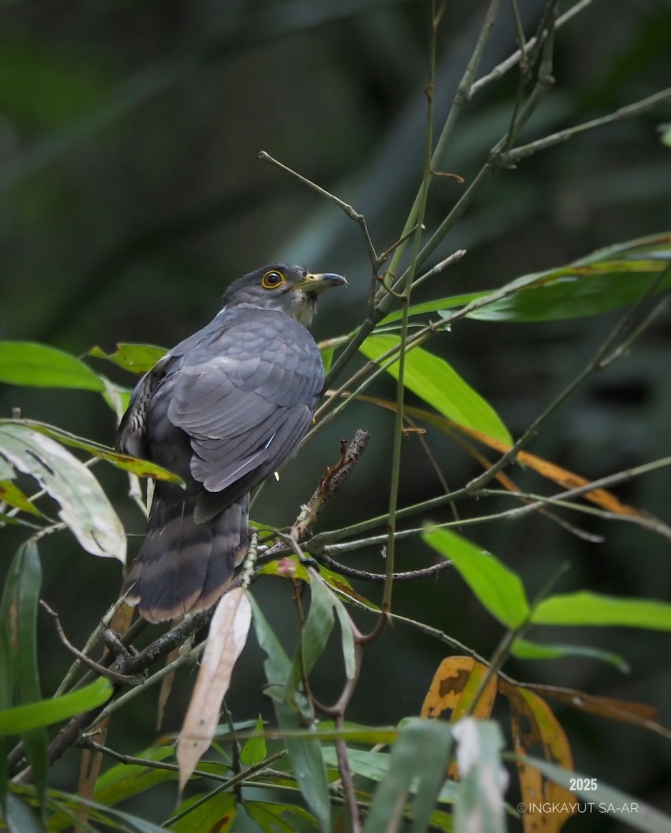 Malaysian Hawk-Cuckoo - ML635406226