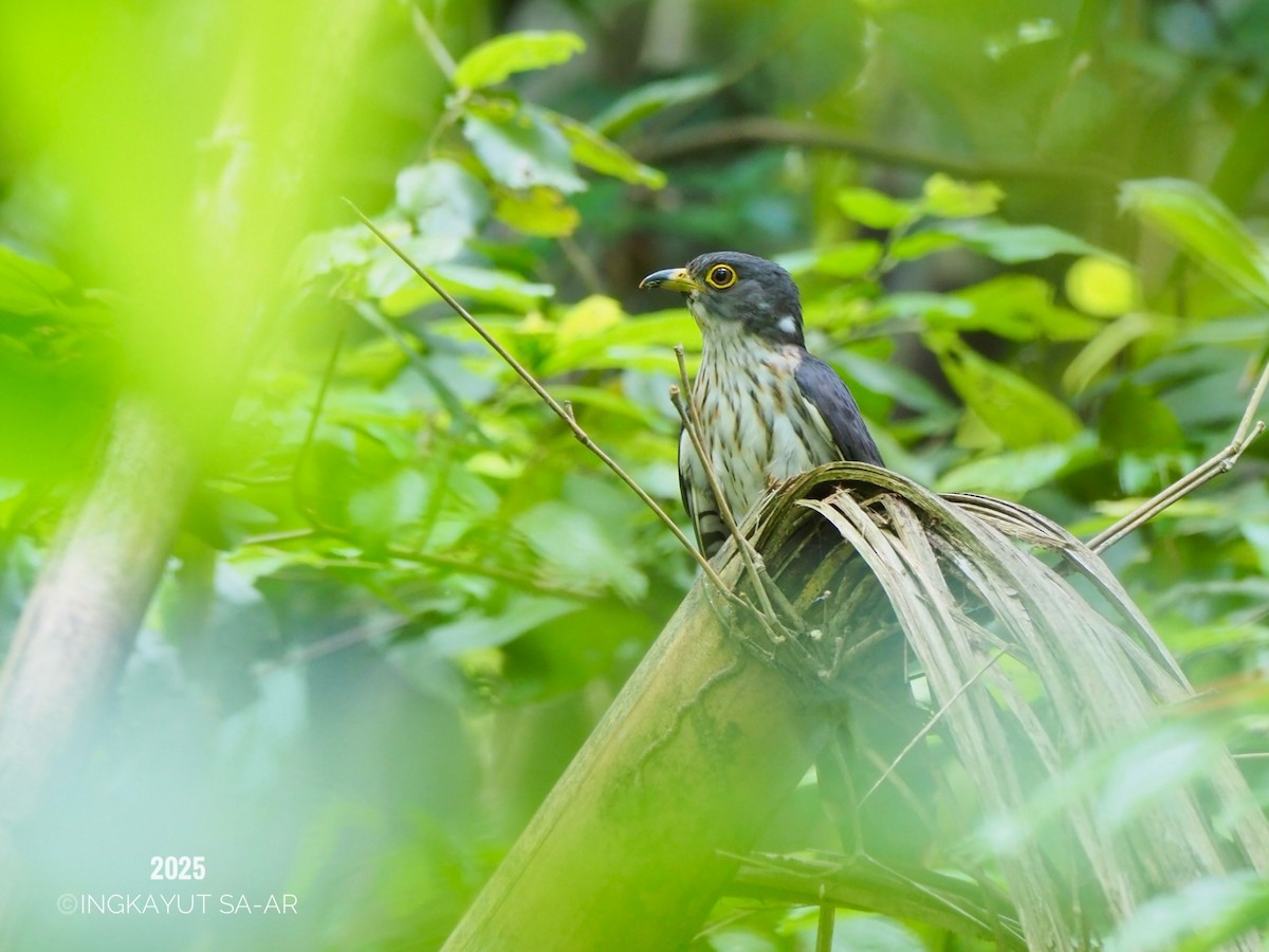 Malaysian Hawk-Cuckoo - ML635406227