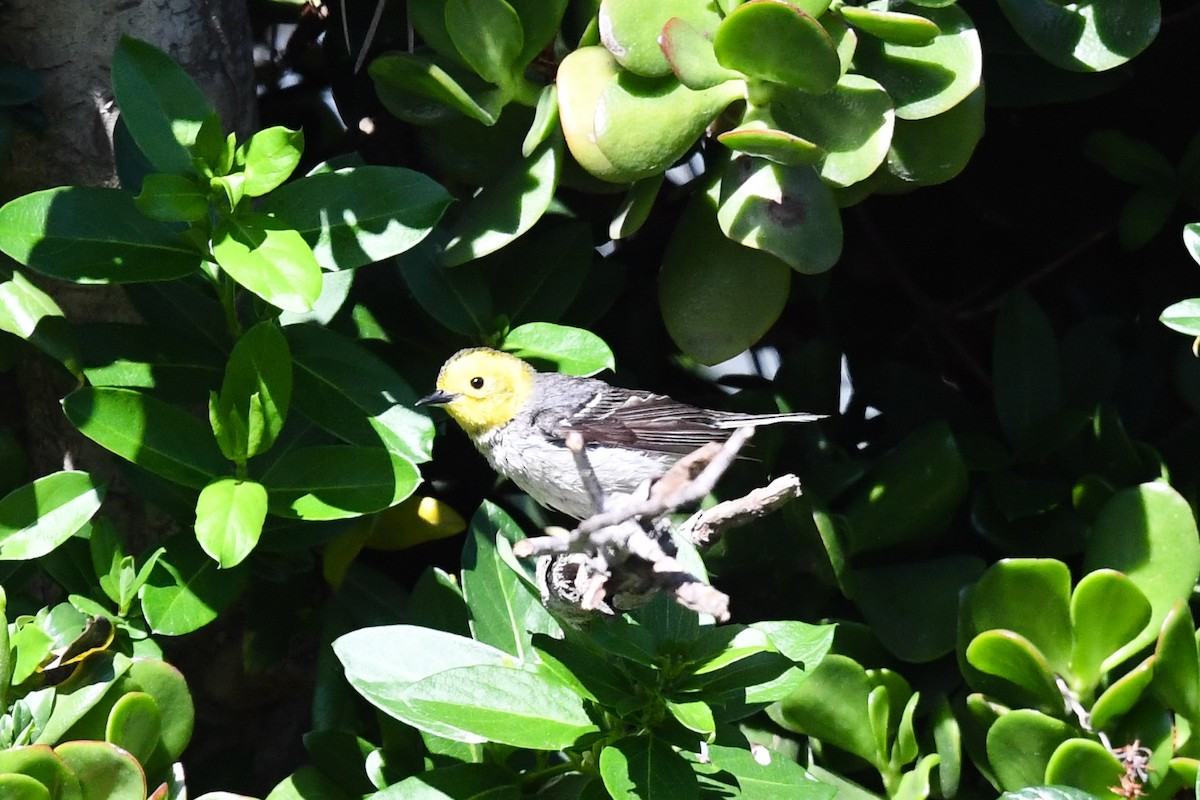 Hermit Warbler - ML635406230