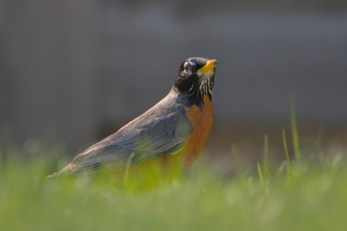 American Robin - ML635406246