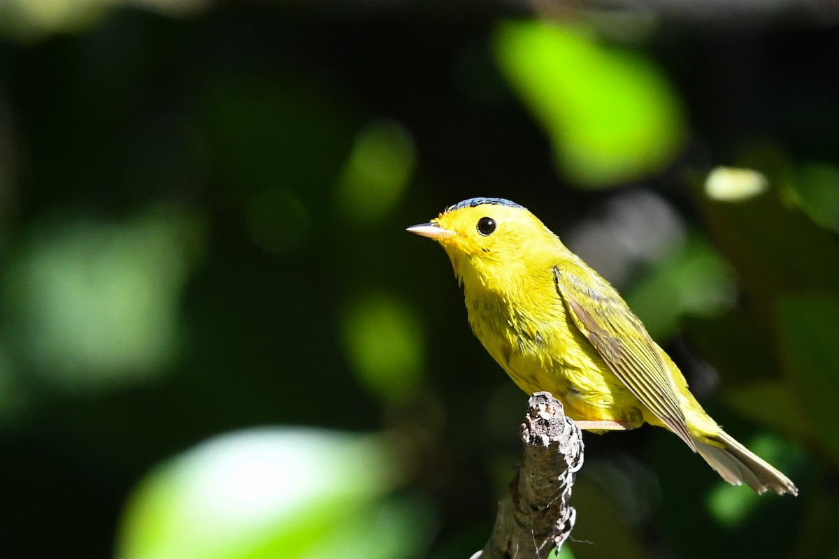 Wilson's Warbler - ML635406252