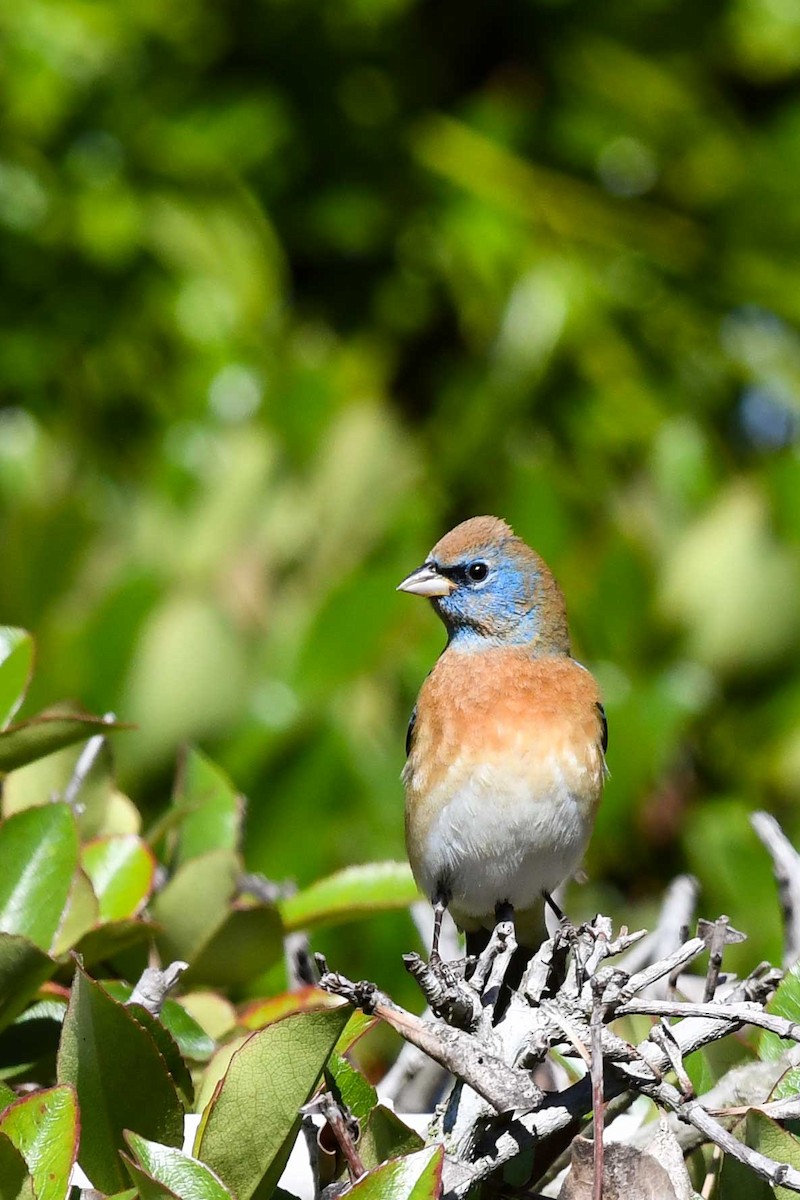 Lazuli Bunting - ML635406272