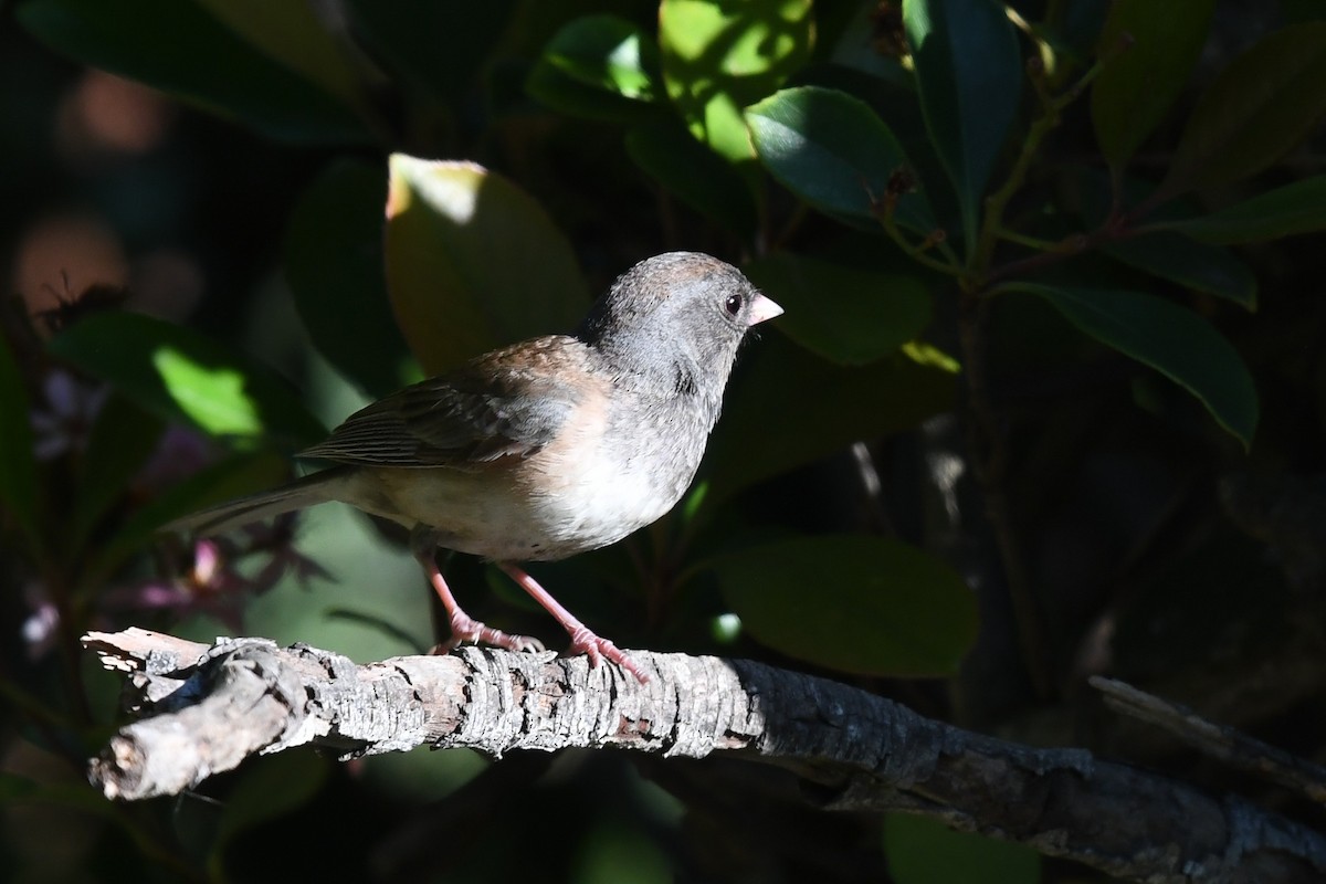 Dark-eyed Junco - ML635406293