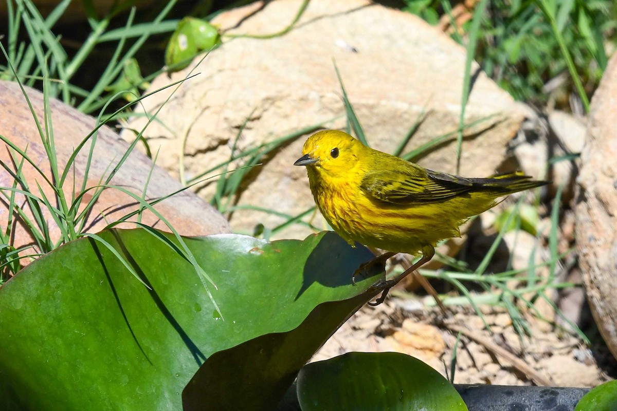 Yellow Warbler - ML635406331