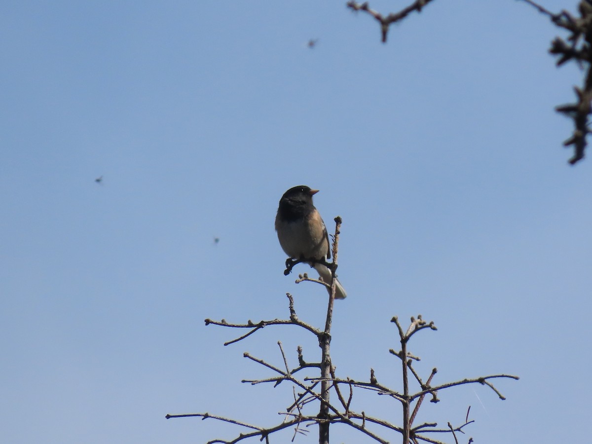 Dark-eyed Junco - ML635406334