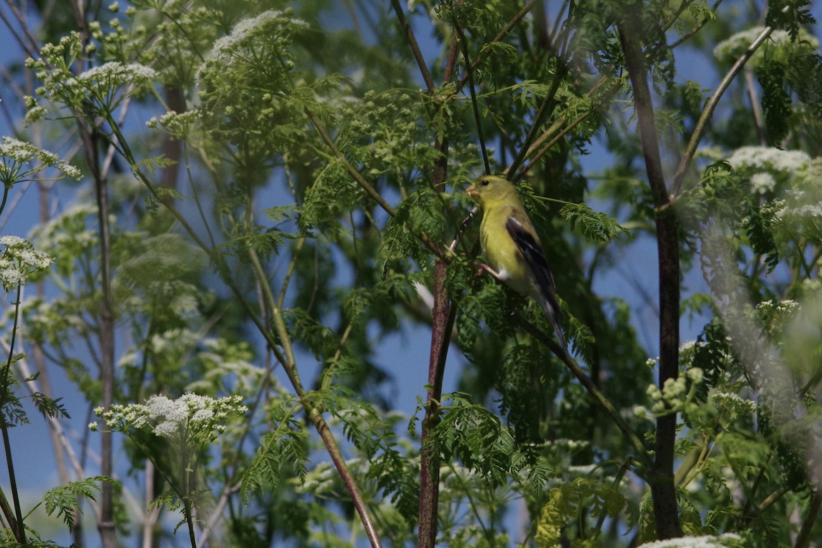 American Goldfinch - ML635406386