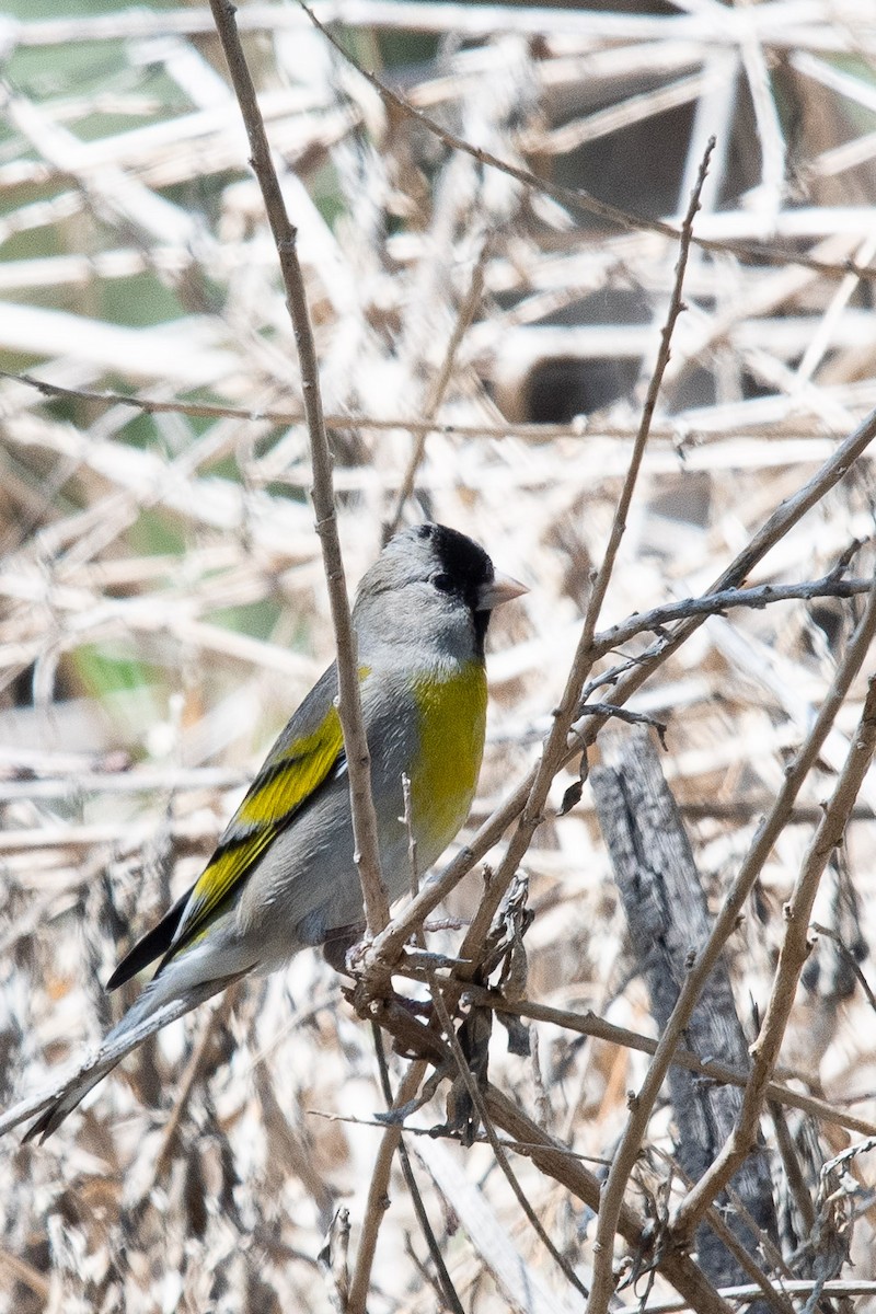 Lawrence's Goldfinch - ML635406420