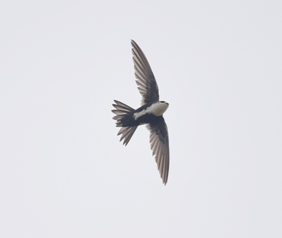 White-throated Swift - ML635406473
