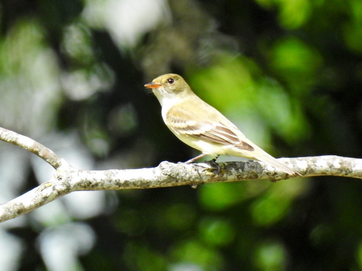 Піві-малюк вільховий - ML635406475