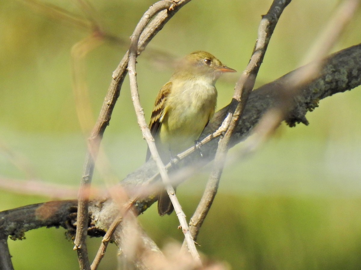 Піві-малюк вільховий - ML635406476