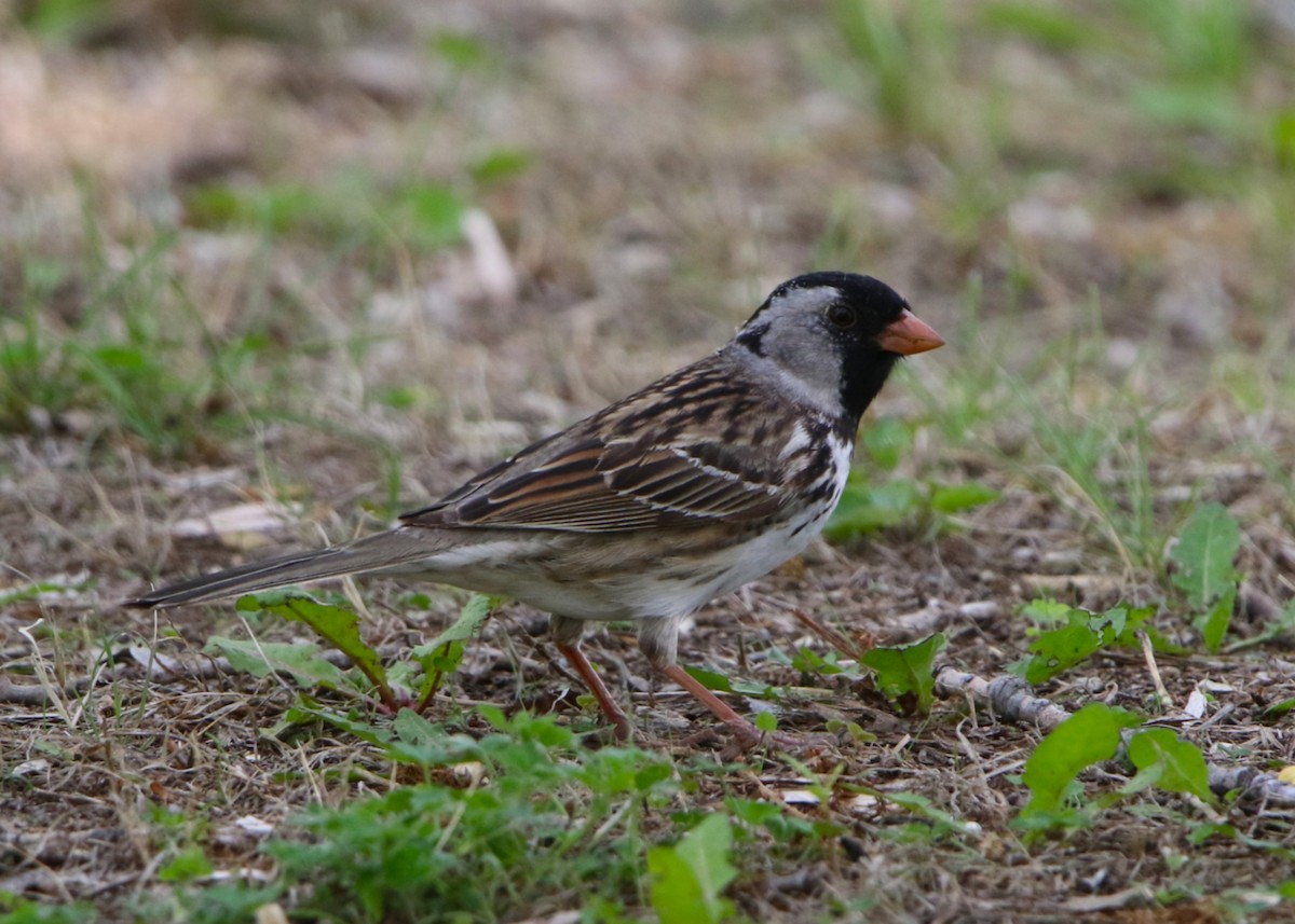 Harris's Sparrow - ML635406517