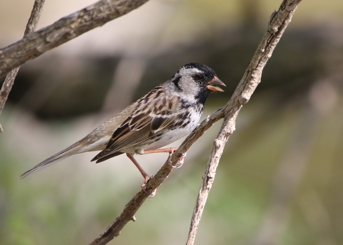 Harris's Sparrow - ML635406518