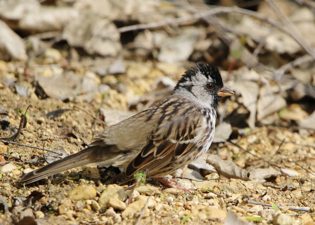 Harris's Sparrow - ML635406519