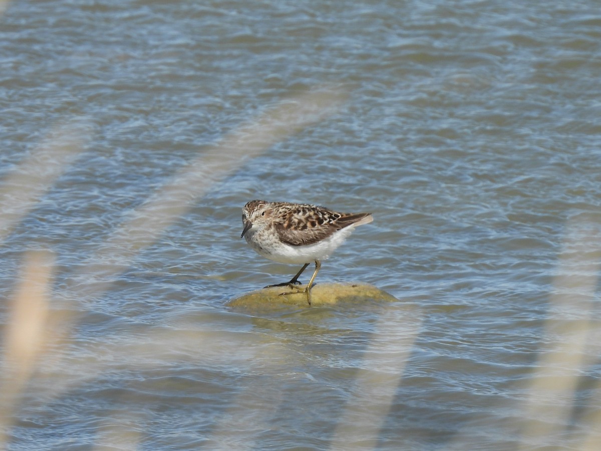 Least Sandpiper - ML635406525