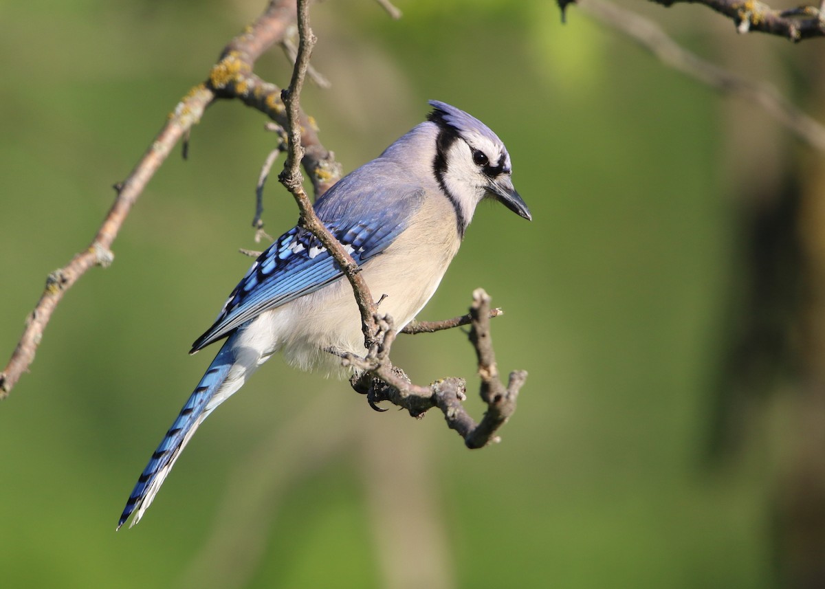 Blauhäher - ML635406558