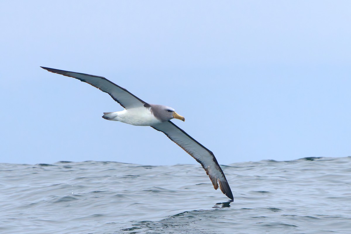 Chatham Albatross - ML635406656