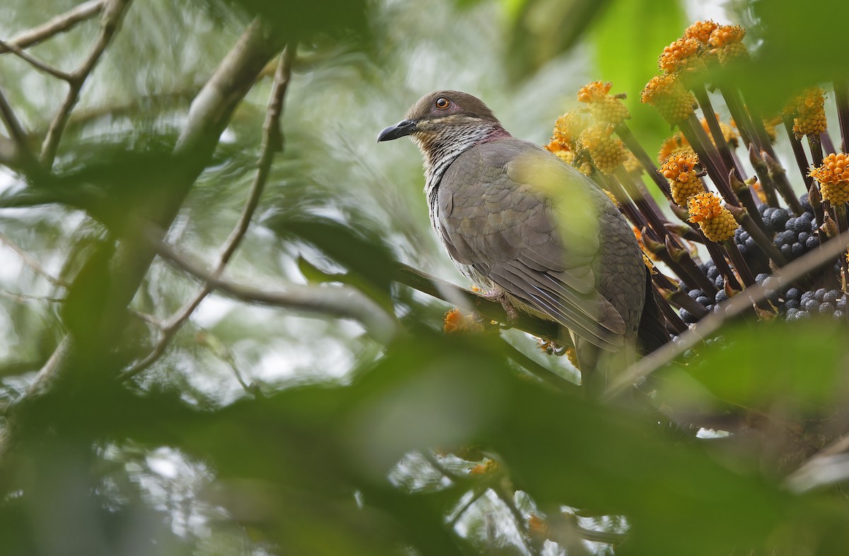 Amethyst Brown-Dove (Gray-breasted) - ML635406665