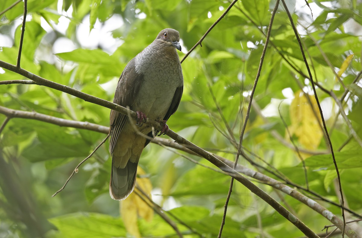 Amethyst Brown-Dove (Gray-breasted) - ML635406667