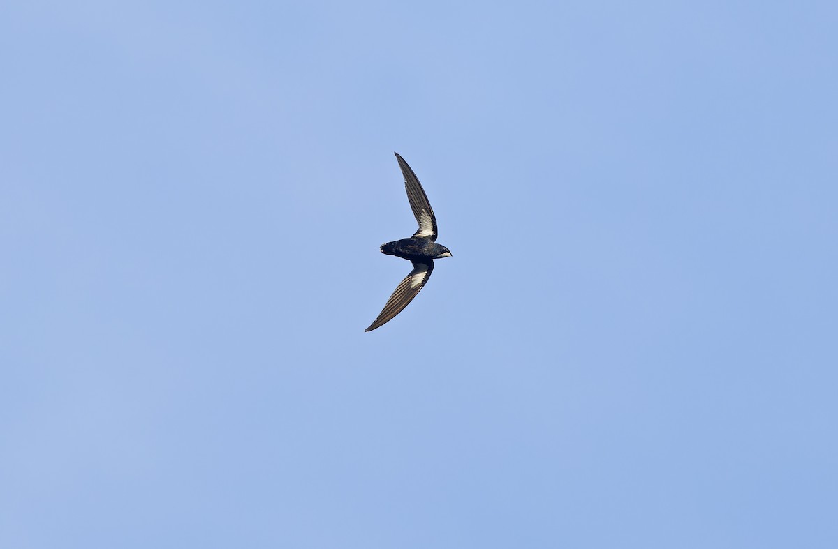 Philippine Spinetail - ML635406682