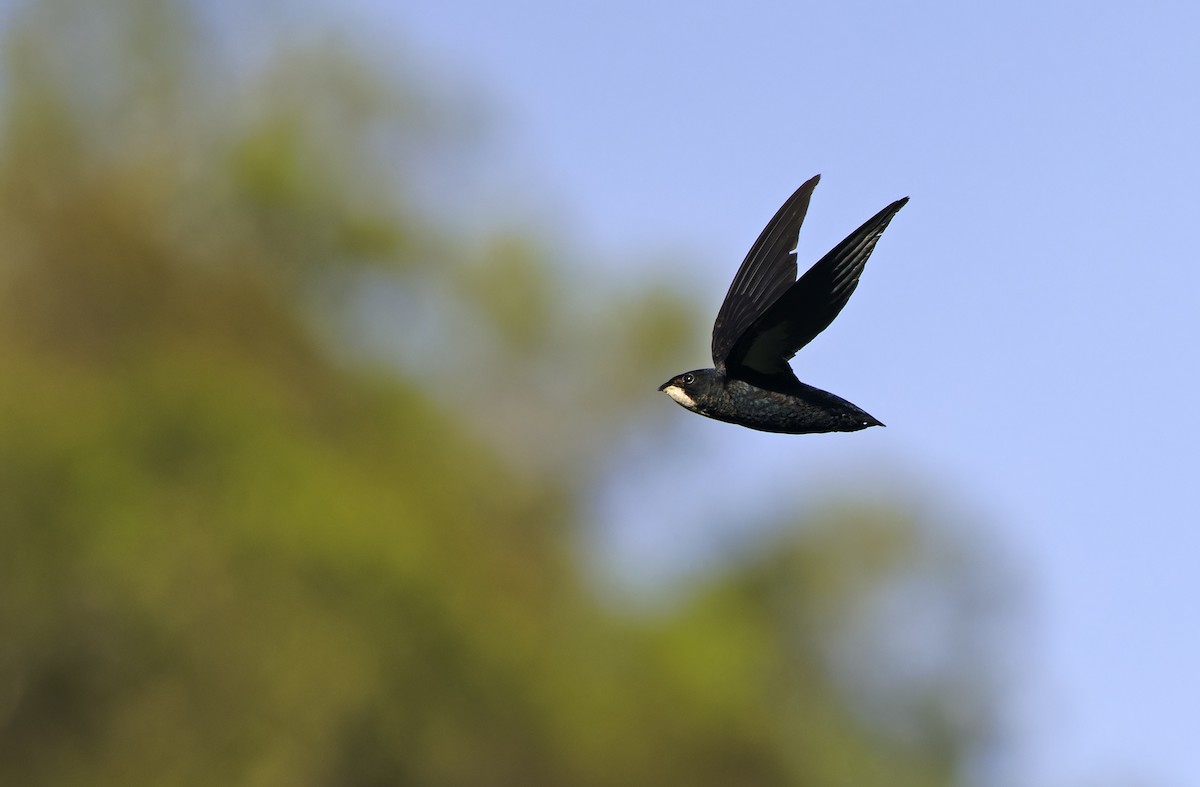 Philippine Spinetail - ML635406683