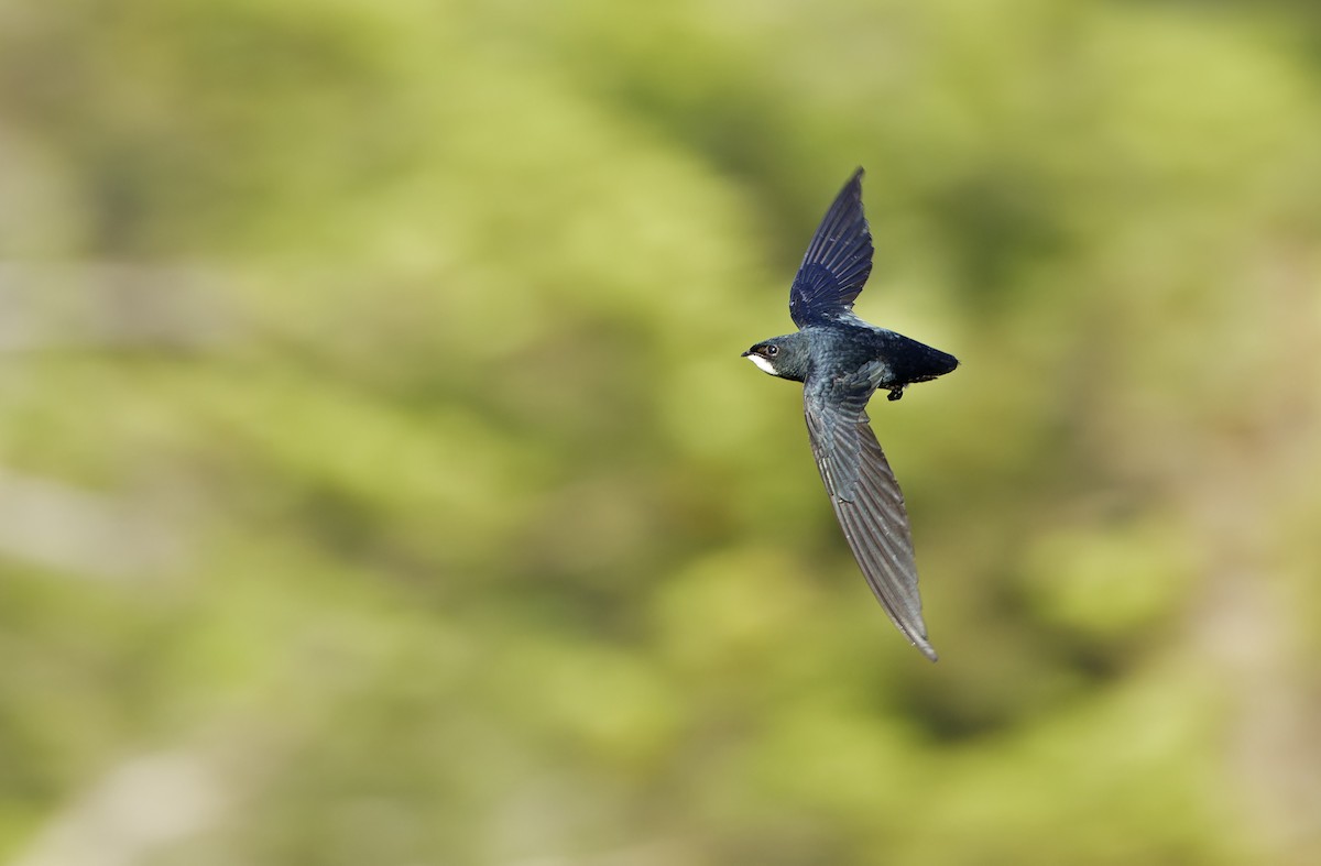 Philippine Spinetail - ML635406684