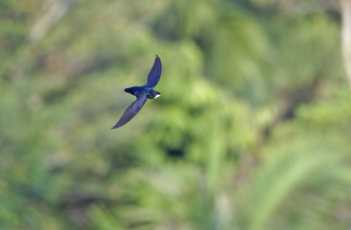 Philippine Spinetail - ML635406685