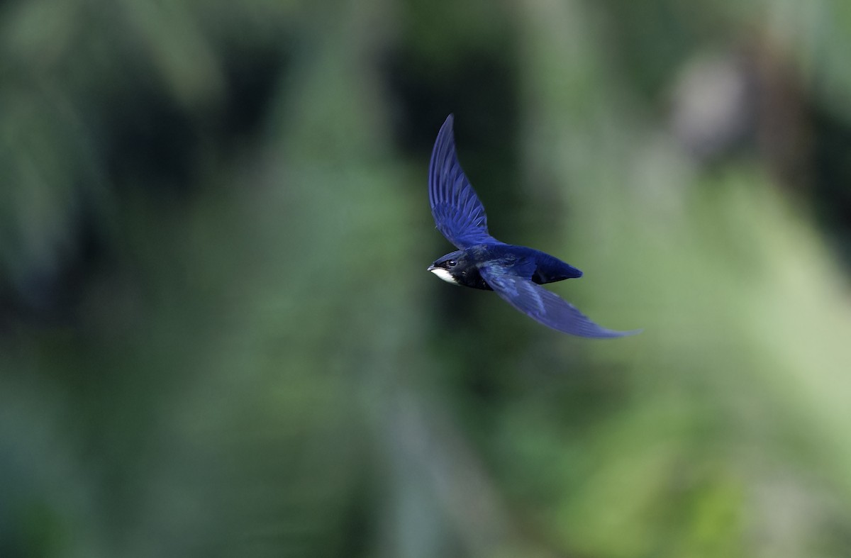 Philippine Spinetail - ML635406686