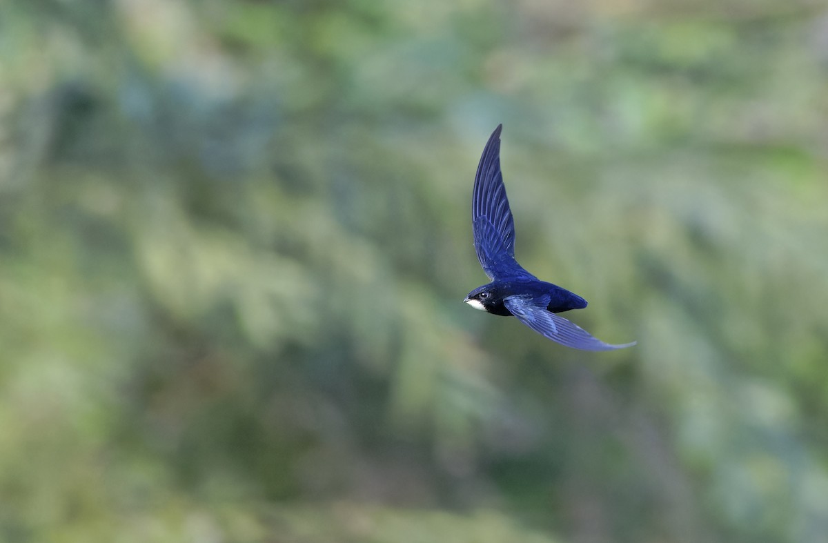 Philippine Spinetail - ML635406687