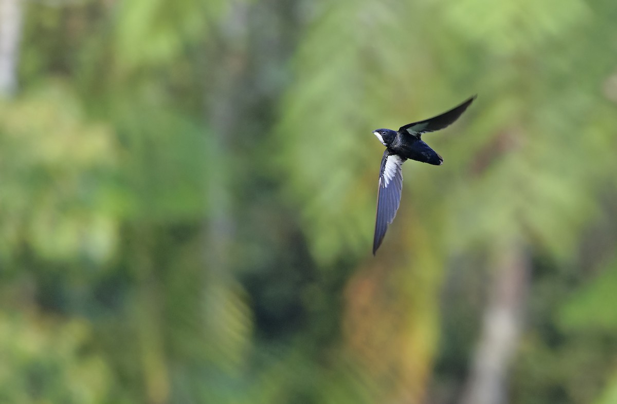 Philippine Spinetail - ML635406688