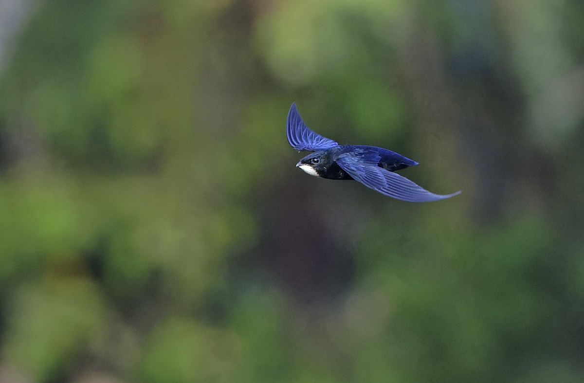 Philippine Spinetail - ML635406689